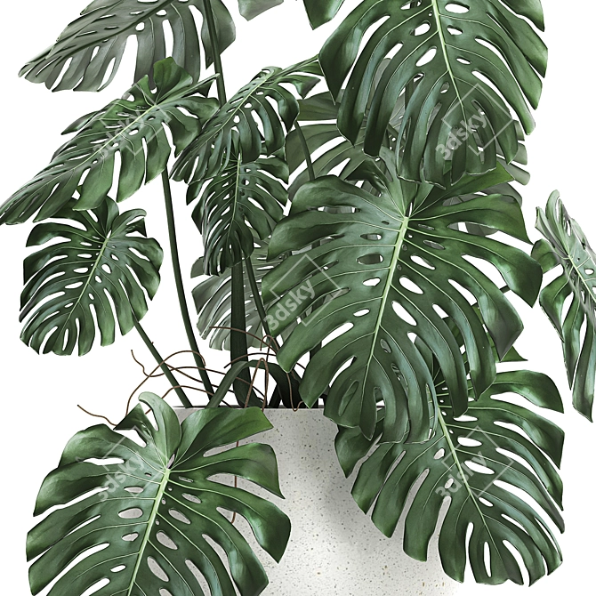 Monstera Plant | White Vase | Exotic Indoor Plant 3D model image 4