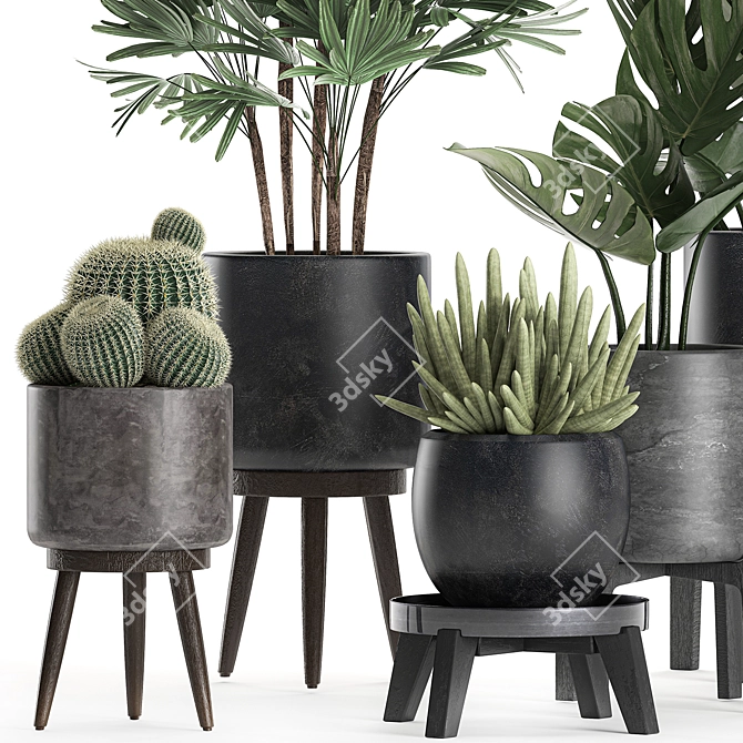Exotic Plant Collection: Raphis Palm, Sansevieria, Monstera 3D model image 2