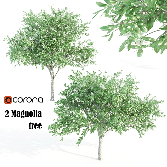 Tall and Graceful: 8.4m and 9.6m Magnolia Trees 3D model image 1