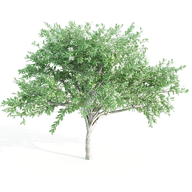 Tall and Graceful: 8.4m and 9.6m Magnolia Trees 3D model image 3