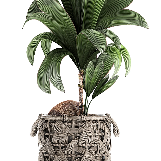 Title: Exotic Coco Collection: Decorative Young Coconut Palm in Rattan Basket 3D model image 3