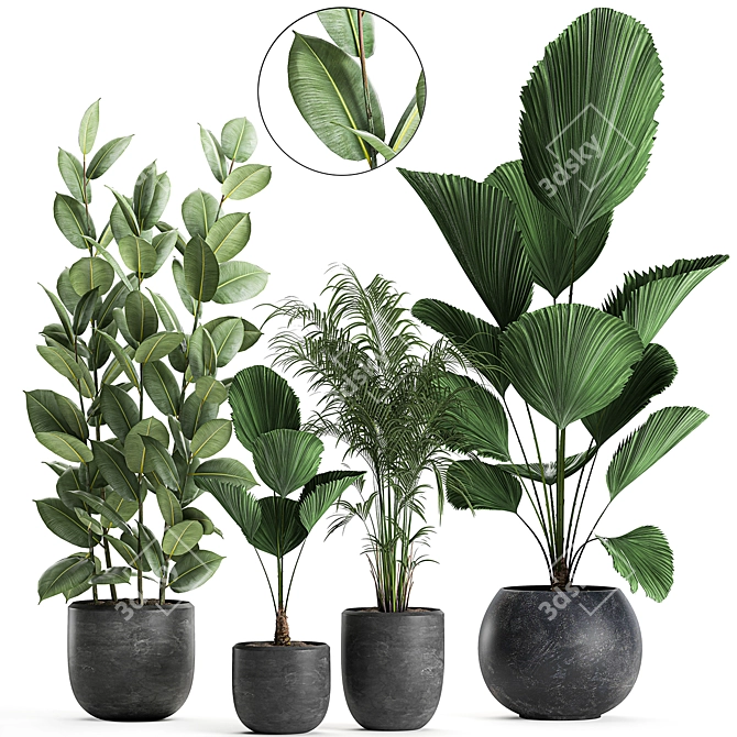 Exotic Plant Collection in Black Vase 3D model image 1