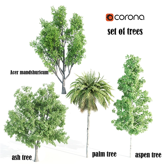 4 Tree Set: Acer, Aspen, Ash, Palm 3D model image 1