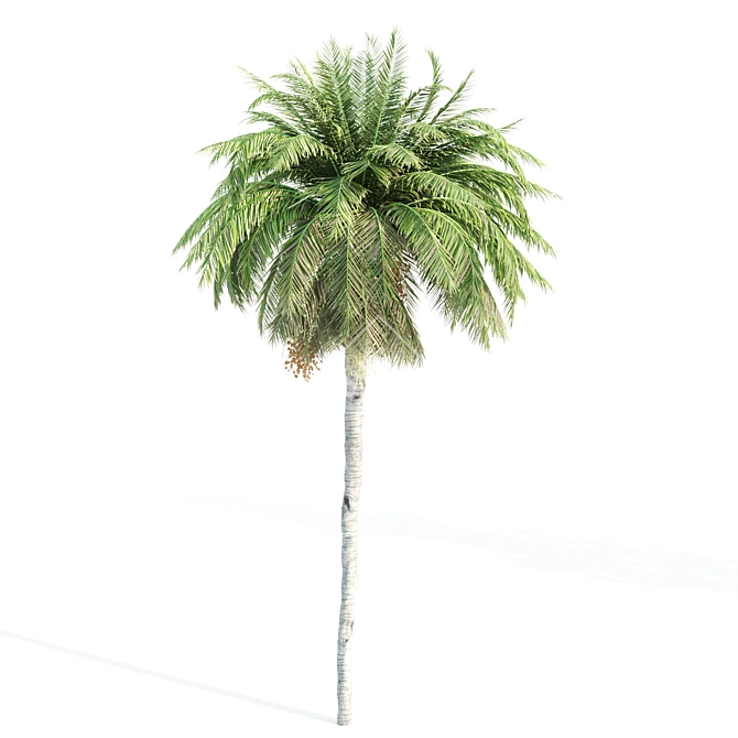 4 Tree Set: Acer, Aspen, Ash, Palm 3D model image 3