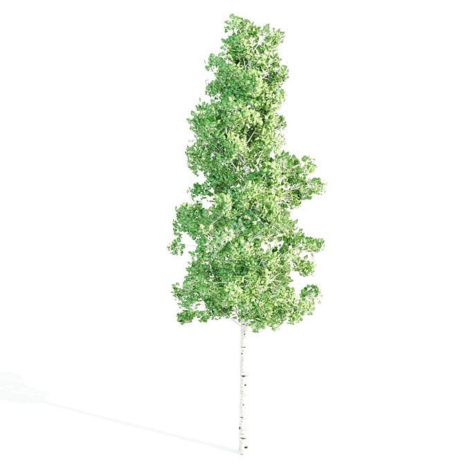 4 Tree Set: Acer, Aspen, Ash, Palm 3D model image 4
