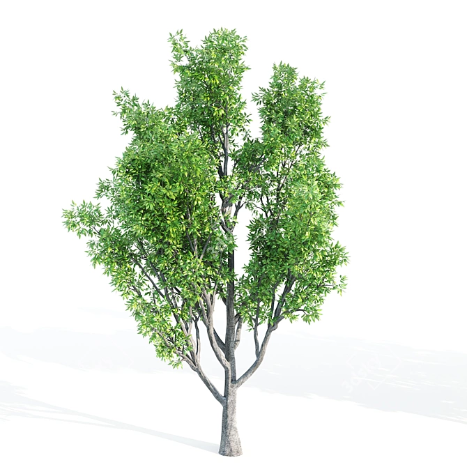 4 Tree Set: Acer, Aspen, Ash, Palm 3D model image 5