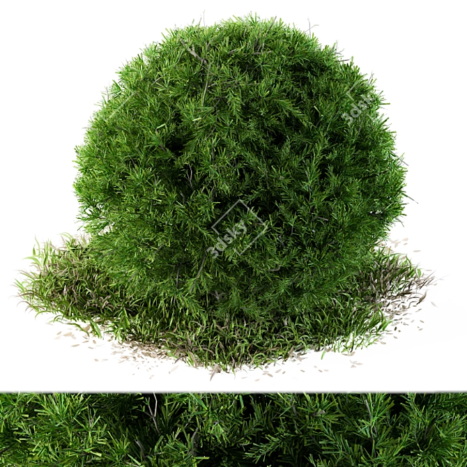 Wild Circle Outdoor Bush: Needle Grass - 54 3D model image 1