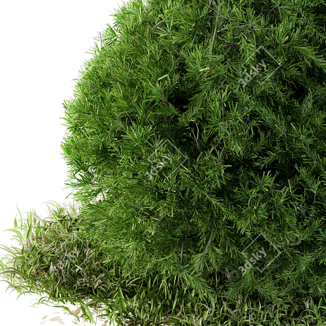 Wild Circle Outdoor Bush: Needle Grass - 54 3D model image 2