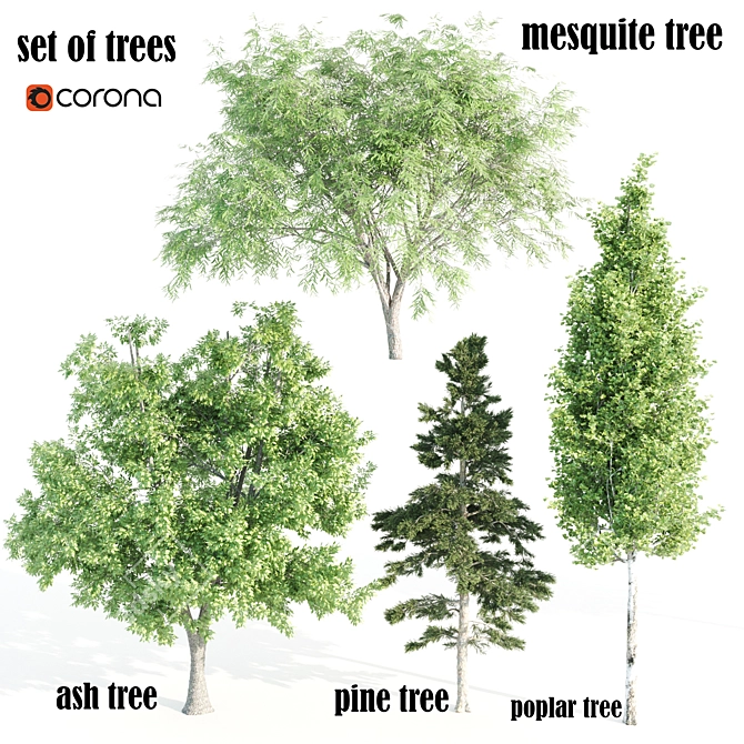 4 Tree Set: Ash, Mesquite, Poplar, Pine 3D model image 1