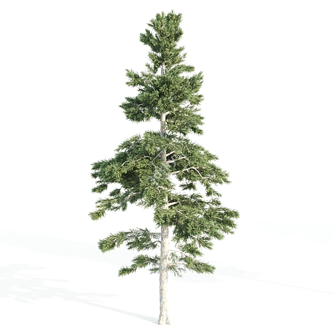 4 Tree Set: Ash, Mesquite, Poplar, Pine 3D model image 2