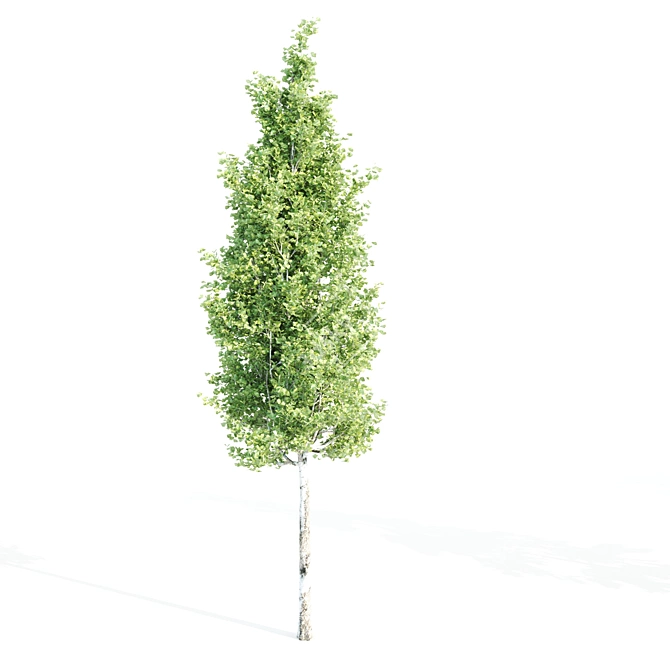 4 Tree Set: Ash, Mesquite, Poplar, Pine 3D model image 5