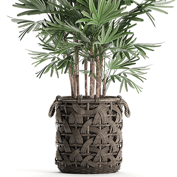 Exotic Raphis Palm: Indoor and Outdoor Decor 3D model image 2