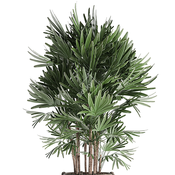 Exotic Raphis Palm: Indoor and Outdoor Decor 3D model image 3
