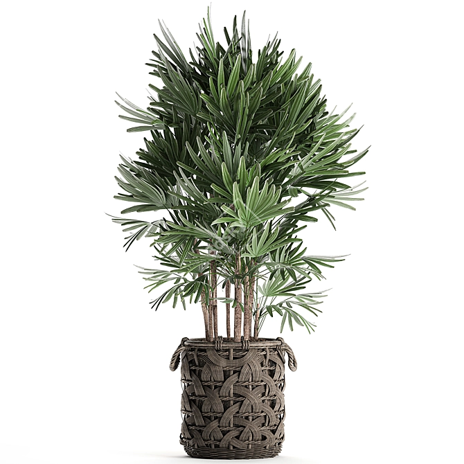 Exotic Raphis Palm: Indoor and Outdoor Decor 3D model image 4