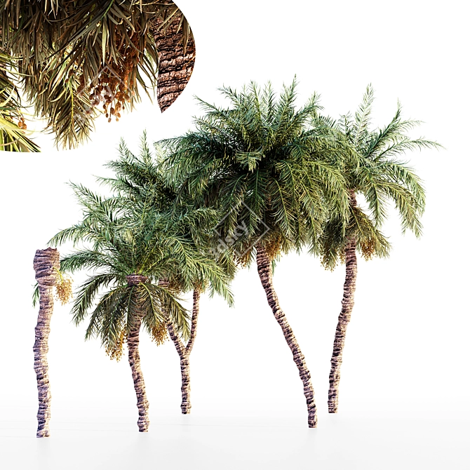 Exquisite Date Palm Collection 3D model image 1