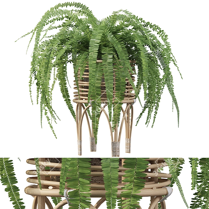 Lush Green Indoor Fern Plant 3D model image 1