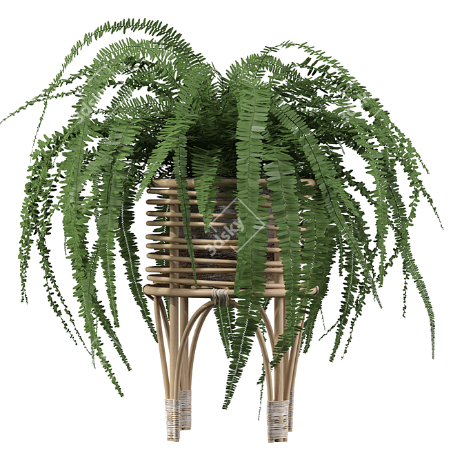 Lush Green Indoor Fern Plant 3D model image 2