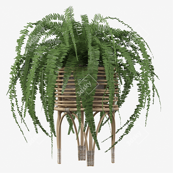 Lush Green Indoor Fern Plant 3D model image 3