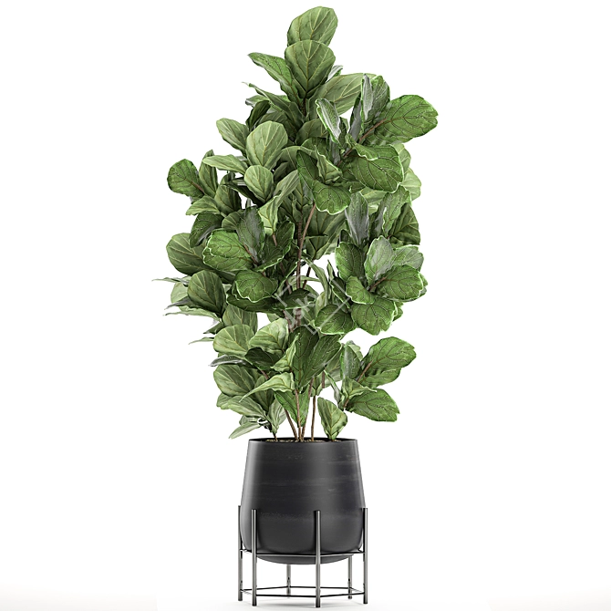 Exotic Ficus Lyrata Plant Collection 3D model image 4