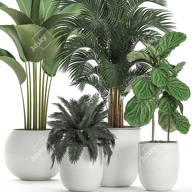 Tropical Plant Collection: Exotic Ficus & Palm 3D model image 2