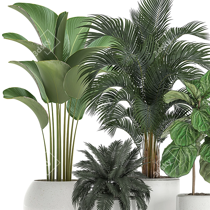 Tropical Plant Collection: Exotic Ficus & Palm 3D model image 3