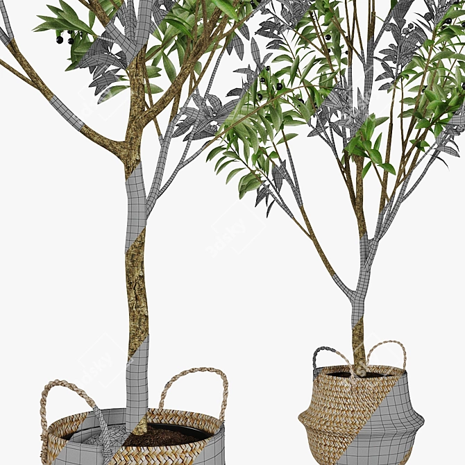 Rustic Woven Planter with Two Olive Trees 3D model image 5