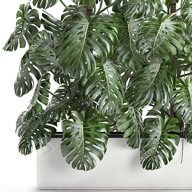 Exotic Monstera Plant Collection 3D model image 3