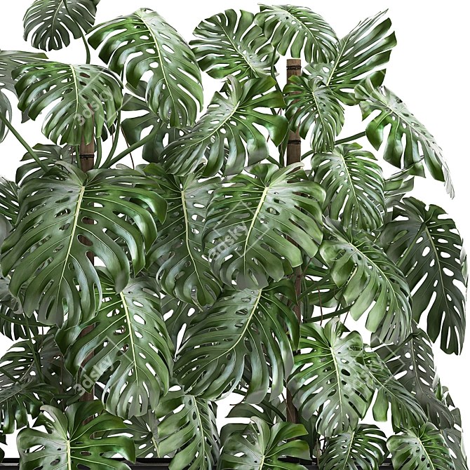 Exotic Monstera Plant Collection 3D model image 4