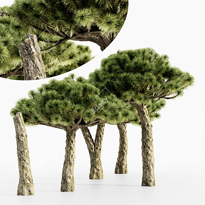  Majestic Dracaena Tree: 5 Varieties, Heights up to 7m 3D model image 1