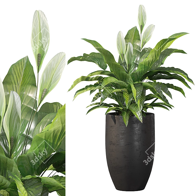 Exquisite Peace Lily Collection 3D model image 1