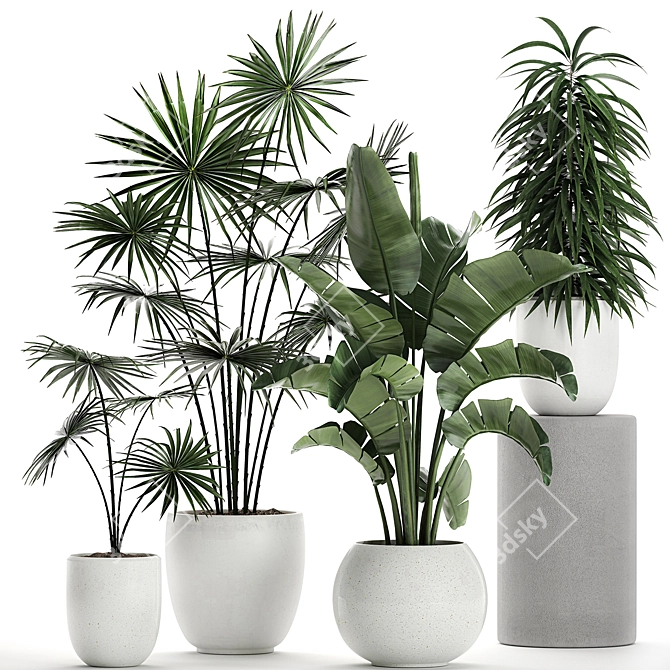 Exotic Plant Collection: Banana Palm, Ravenala, Strelitzia 3D model image 1