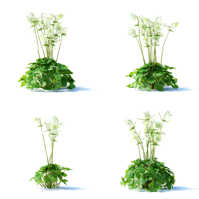 Hybrid Aquilegia Flowers | Set of 4 Varieties 3D model image 5