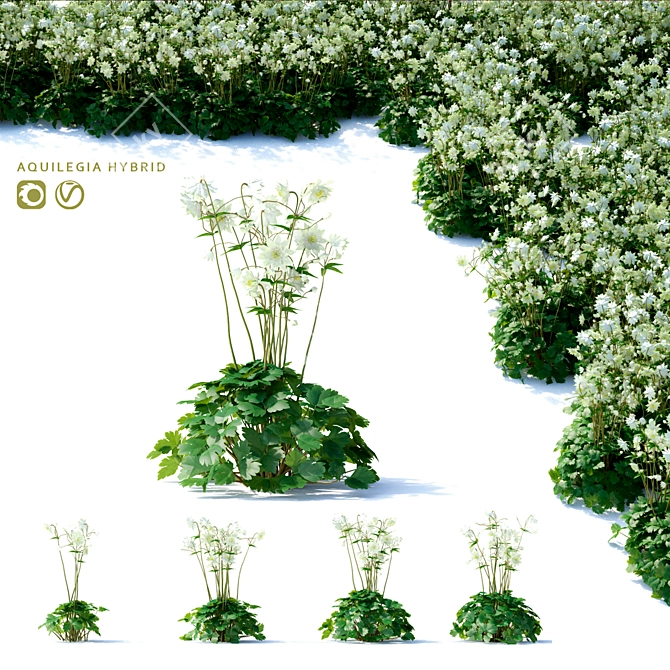 Hybrid Aquilegia Flowers | Set of 4 Varieties 3D model image 6