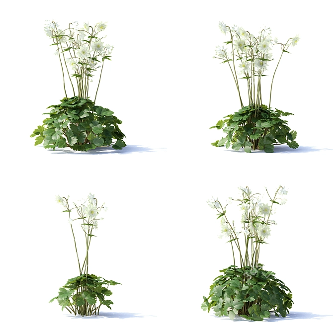Hybrid Aquilegia Flowers | Set of 4 Varieties 3D model image 7