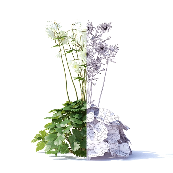 Hybrid Aquilegia Flowers | Set of 4 Varieties 3D model image 8