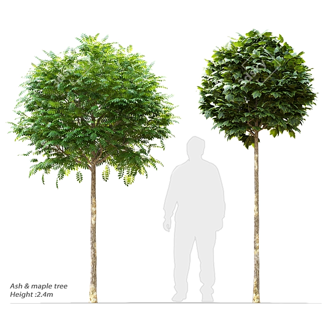 Miniature Ash and Maple Trees 3D model image 1