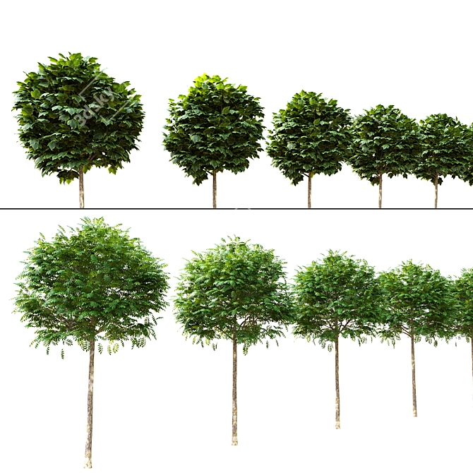 Miniature Ash and Maple Trees 3D model image 2