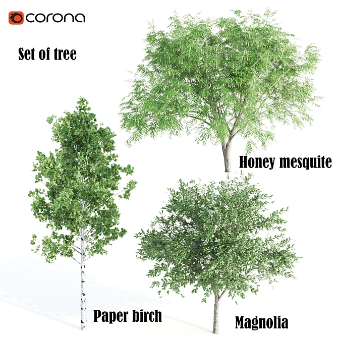 Exquisite Tree Set: Honey Mesquite, Paper Birch & Magnolia 3D model image 1
