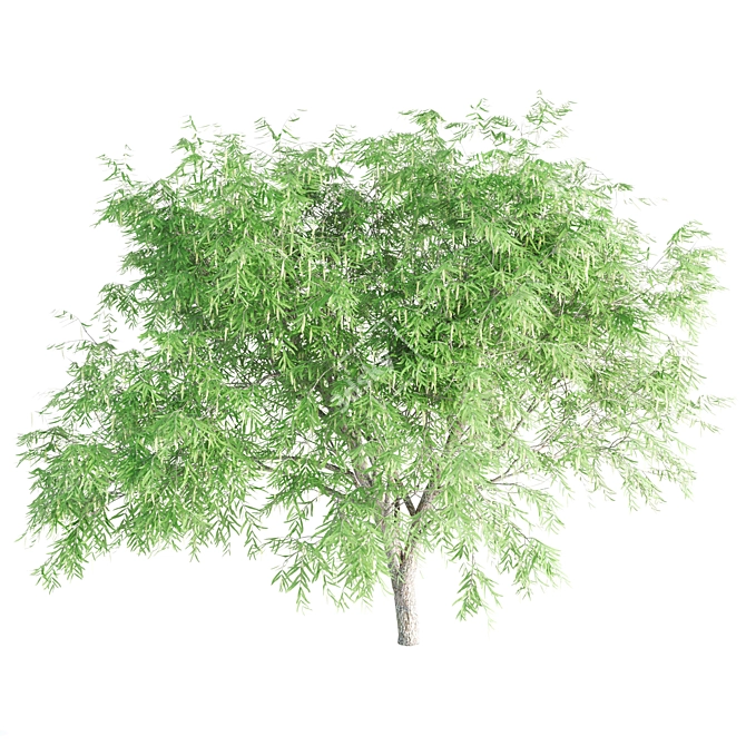 Exquisite Tree Set: Honey Mesquite, Paper Birch & Magnolia 3D model image 2