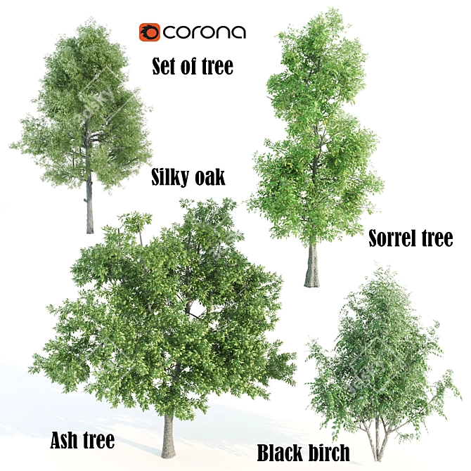 Premium Tree Set: Black Birch, Ash, Silky Oak, Sorrel | Height: 8.4M-11M 3D model image 1