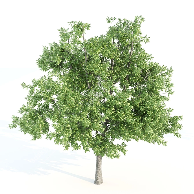 Premium Tree Set: Black Birch, Ash, Silky Oak, Sorrel | Height: 8.4M-11M 3D model image 2