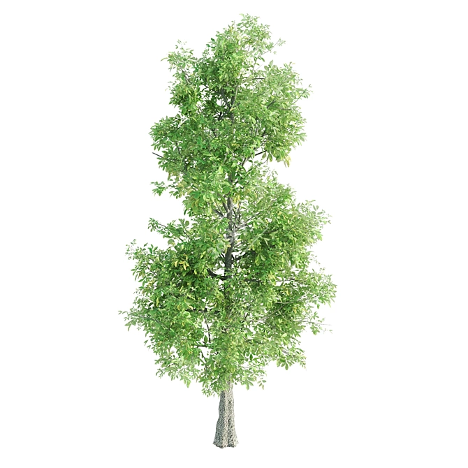 Premium Tree Set: Black Birch, Ash, Silky Oak, Sorrel | Height: 8.4M-11M 3D model image 3