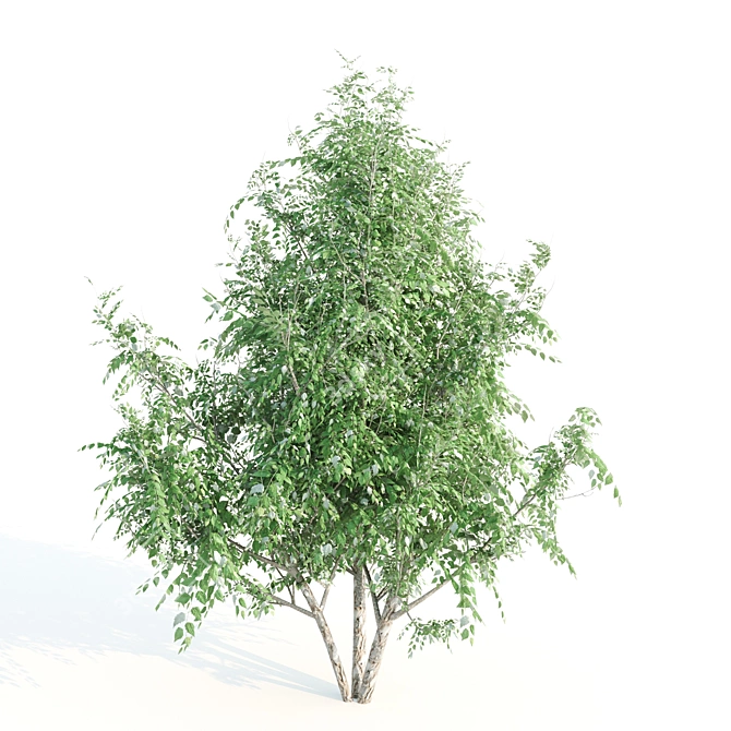 Premium Tree Set: Black Birch, Ash, Silky Oak, Sorrel | Height: 8.4M-11M 3D model image 5