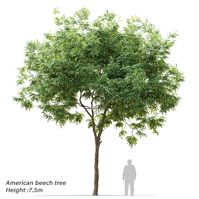  Majestic American Beech Tree 3D model image 1