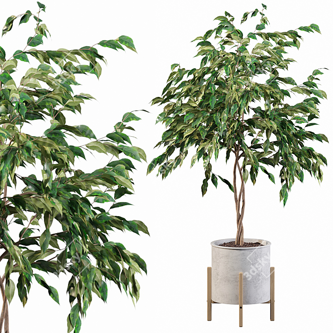 Elegant Ficus Benjamina Tree 3D model image 1