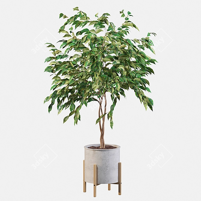 Elegant Ficus Benjamina Tree 3D model image 2