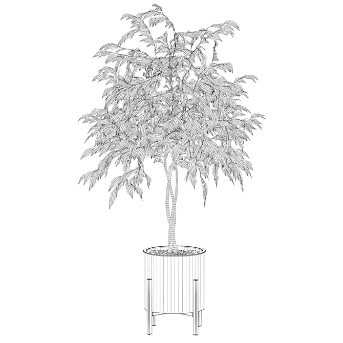 Elegant Ficus Benjamina Tree 3D model image 4