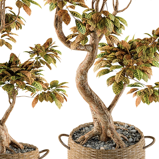 Croton Bonsai: Vibrant Indoor Tree 3D model image 3