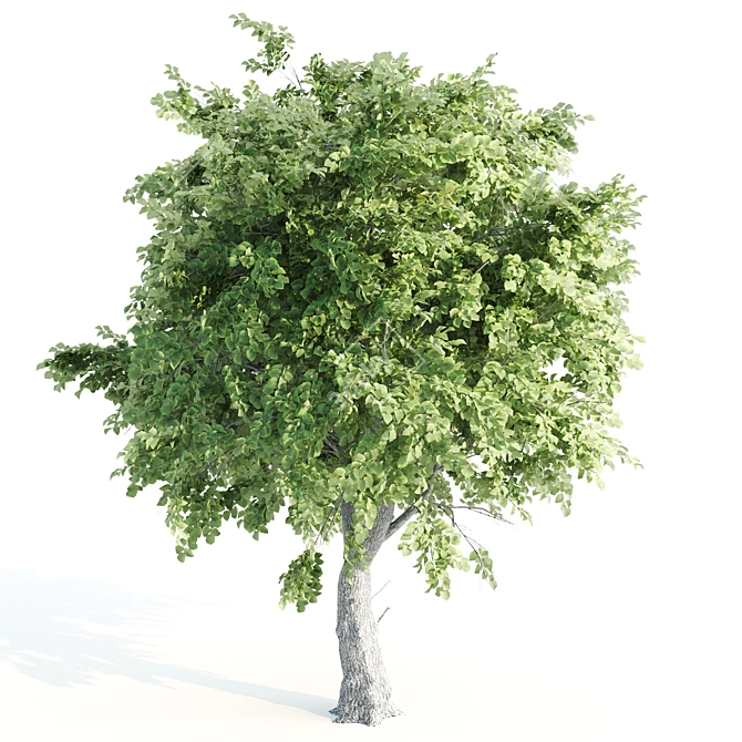 Duo Linden Trees: Tranquil Scene 3D model image 2