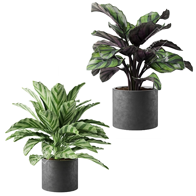 Exquisite Calathea Collection: Fasciata, Beauty Star, Freddie, Cora 3D model image 2